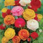 Mixed Ranunculus Asiaticus Beautiful Persian Buttercup Plants 25 PCS Seeds