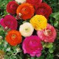 Mixed Ranunculus Asiaticus Beautiful Persian Buttercup Plants 25 PCS Seeds