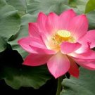Mixed Red Pink Nelumbo Nucifera Lotus Flower Laritek 7 PCS Seeds
