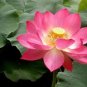 Mixed Red Pink Nelumbo Nucifera Lotus Flower Laritek 7 PCS Seeds