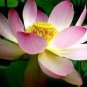 Mixed Red Pink Nelumbo Nucifera Lotus Flower Laritek 7 PCS Seeds