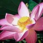 Mixed Red Pink Nelumbo Nucifera Lotus Flower Laritek 7 PCS Seeds