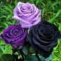 Mixed Rose 4 Types of Blue Black Purple Blue Rose Flowers 50 PCS Seeds