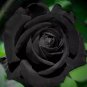 Mixed Rose 4 Types of Blue Black Purple Blue Rose Flowers 50 PCS Seeds