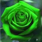 Mixed Rose 4 Types of Blue Black Purple Blue Rose Flowers 50 PCS Seeds