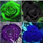 Mixed Rose 4 Types of Blue Black Purple Blue Rose Flowers 50 PCS Seeds