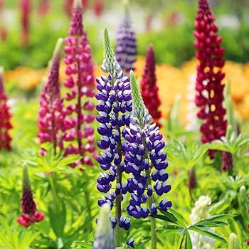 MIXED RUSSELL LUPINE Lupinus Polyphyllus Flower 10 PCS Seeds