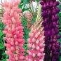 MIXED RUSSELL LUPINE Lupinus Polyphyllus Flower 10 PCS Seeds