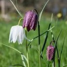 Mixed Snake's Head Persian Fritillary Bonsai Fritillaria Meleagris Mixture Bonsai 100 PCS Seeds