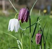 Mixed Snake's Head Persian Fritillary Bonsai Fritillaria Meleagris Mixture Bonsai 100 PCS Seeds