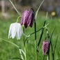 Mixed Snake's Head Persian Fritillary Bonsai Fritillaria Meleagris Mixture Bonsai 100 PCS Seeds