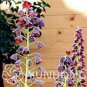 Mixed Snake's Head Persian Fritillary Bonsai Fritillaria Meleagris Mixture Bonsai 100 PCS Seeds