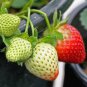 Mixed Strawberry Seeds Black Blue Giant Red Purple 100 PCS Seeds