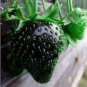 Mixed Strawberry Seeds Black Blue Giant Red Purple 100 PCS Seeds