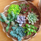 MIXED Succulent Bonsai 100 PCS Seeds MIXED Succulent Bonsai 100 PCS Seeds