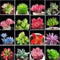 MIXED Succulent Bonsai 100 PCS Seeds