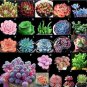 MIXED Succulent Bonsai 100 PCS Seeds