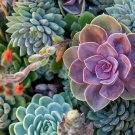 Mixed Succulents Rare Plant 30 PCS Seeds Mixed Succulents Rare Plant 30 PCS Seeds