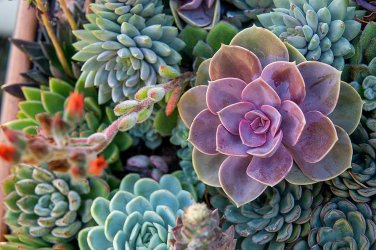 Mixed Succulents Rare Plant 30 PCS Seeds