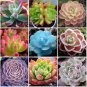 Mixed Succulents Rare Plant 30 PCS Seeds
