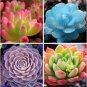 Mixed Succulents Rare Plant 30 PCS Seeds