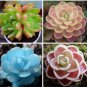 Mixed Succulents Rare Plant 30 PCS Seeds