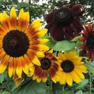 Mixed Sunflower 100 PCS Seeds