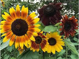 Mixed Sunflower 100 PCS Seeds