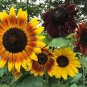 Mixed Sunflower 100 PCS Seeds