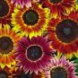 Mixed Sunflower 100 PCS Seeds
