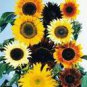 Mixed Sunflower 100 PCS Seeds