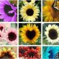 Mixed Sunflower 100 PCS Seeds