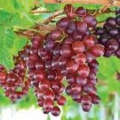 Mixed Sweet Seedless Grape Fruits 15 PCS Seeds Mixed Sweet Seedless Grape Fruits 15 PCS Seeds