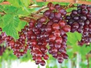 Mixed Sweet Seedless Grape Fruits 15 PCS Seeds