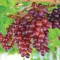 Mixed Sweet Seedless Grape Fruits 15 PCS Seeds