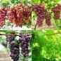 Mixed Sweet Seedless Grape Fruits 15 PCS Seeds