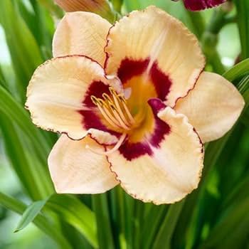 Mixed Tawny Daylily 200 PCS Seeds