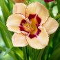 Mixed Tawny Daylily 200 PCS Seeds