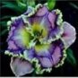 Mixed Tawny Daylily 200 PCS Seeds