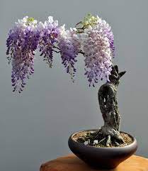 Mixed wisteria seeds bonsai wisteria flower 4 PCS Seeds