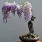 Mixed wisteria seeds bonsai wisteria flower 4 PCS Seeds