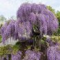 Mixed wisteria seeds bonsai wisteria flower 4 PCS Seeds