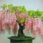Mixed wisteria seeds bonsai wisteria flower 4 PCS Seeds