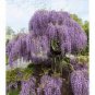 Mixed Wisteria Seeds Climbing Rattan Wisteria Flower Planting 10 PCS Seeds