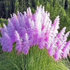 Mixed Yellow Purple Pampas Grass Seeds Ornamental Garden Planting 100 PCS Seeds