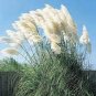 Mixed Yellow Purple Pampas Grass Seeds Ornamental Garden Planting 100 PCS Seeds