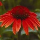 Mixed Yellow Red Rose Red Echinacea Coneflower 100 PCS Seeds Mixed Yellow Red Rose Red Echinacea Coneflower 100 PCS Seeds