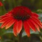 Mixed Yellow Red Rose Red Echinacea Coneflower 100 PCS Seeds