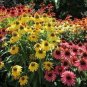Mixed Yellow Red Rose Red Echinacea Coneflower 100 PCS Seeds