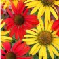 Mixed Yellow Red Rose Red Echinacea Coneflower 100 PCS Seeds